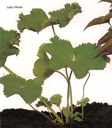 Lady's Mantle