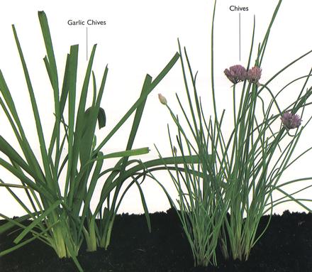 Chives, Garlic Chives