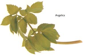 Angelica