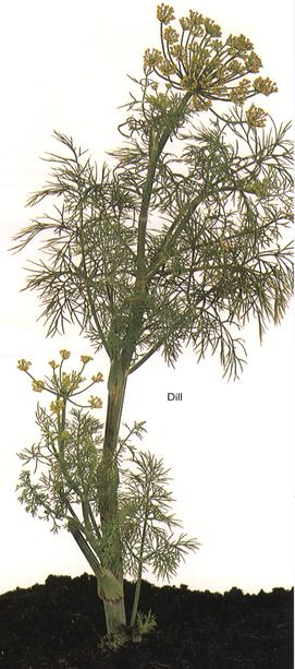 Dill