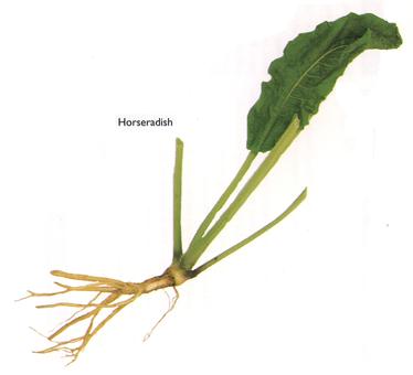 Horseradish