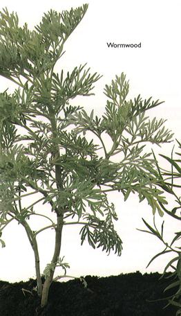 Wormwood