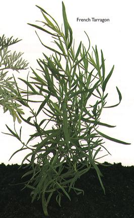 French Tarragon