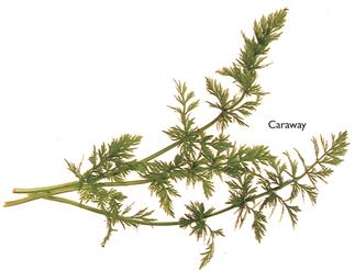 Caraway