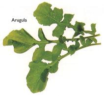 Arugula