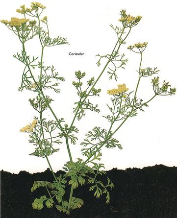 Coriander