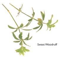 Sweet Woodruff