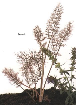 Fennel