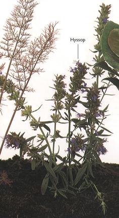 Hyssop