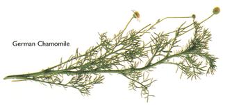 German Chamomile