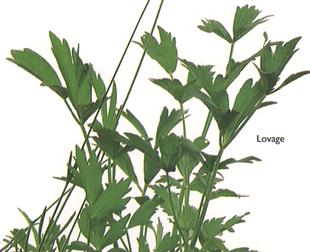 Lovage
