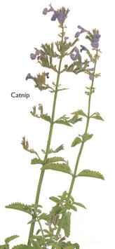 Catmint