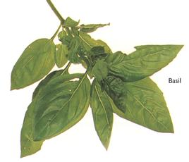 Basil