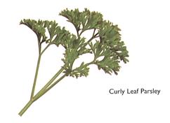 Curly Leaf Parsley