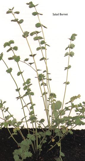 Salad Burnet