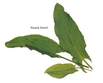 French Sorrel