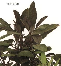 Purple Sage
