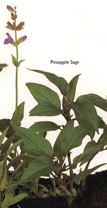 Pineapple Sage