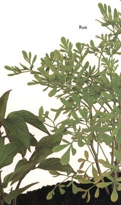 Rue