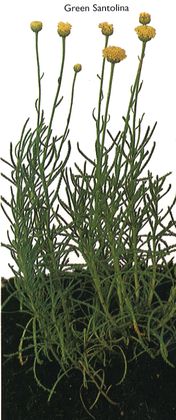 Green Santolina