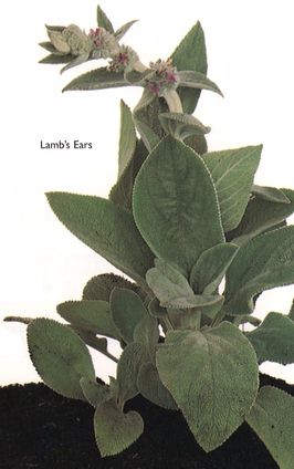 Lamb's Ears