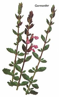 Germander