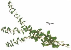 Thyme